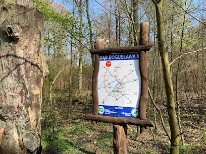 Dąb Bogusława X